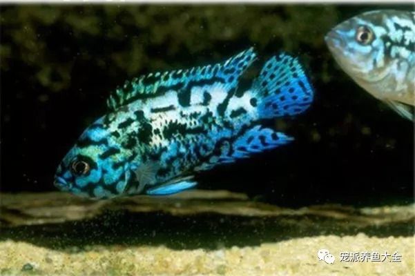 銀河星鉆魚(yú)飼料品牌推薦，銀河星鉆魚(yú)飼料品牌推薦銀河星鉆魚(yú)專(zhuān)用飼料配方