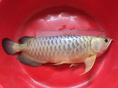 龍魚死了有什么預兆，龍魚死亡的預兆 龍魚百科 第4張