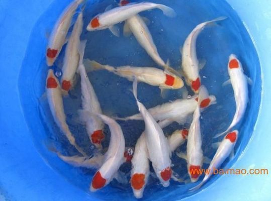 丹頂錦鯉幼魚飼料選擇指南，丹頂錦鯉幼魚飼料的選擇指南 觀賞魚市場（混養(yǎng)魚） 第3張