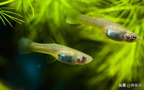 丹頂錦鯉幼魚飼料選擇指南，丹頂錦鯉幼魚飼料的選擇指南 觀賞魚市場（混養(yǎng)魚） 第5張