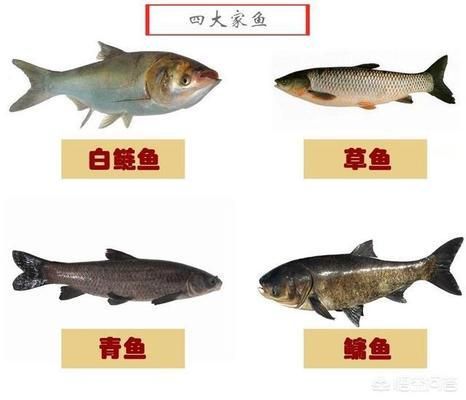 不同魚(yú)種繁殖習(xí)性對(duì)比，不同魚(yú)種的繁殖習(xí)性各有特點(diǎn) 觀(guān)賞魚(yú)市場(chǎng)（混養(yǎng)魚(yú)） 第2張