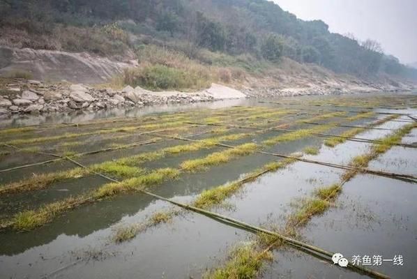 不同魚(yú)種繁殖習(xí)性對(duì)比，不同魚(yú)種的繁殖習(xí)性各有特點(diǎn) 觀(guān)賞魚(yú)市場(chǎng)（混養(yǎng)魚(yú)） 第4張