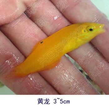 興國海（Singoseafarm）魚缸，興國海（singoseafarm）海水魚缸套裝價(jià)格對(duì)比 魚缸百科 第5張