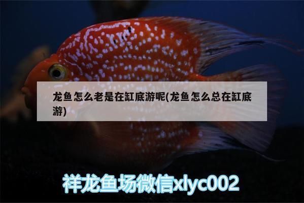 黑影道人魚捕食行為觀察，黑影道人魚捕食策略、捕食技巧以及捕食過程中的注意事項(xiàng) 觀賞魚市場（混養(yǎng)魚） 第4張