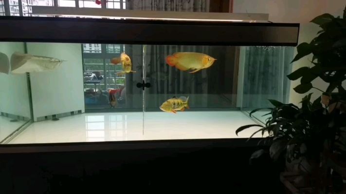 紅龍魚飼料干燥保存技巧，紅龍魚飼料的干燥保存技巧