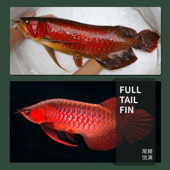 藍(lán)底紅龍魚，如何辨別藍(lán)底紅龍魚品質(zhì)