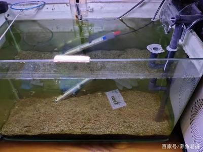 魚缸多久可以建立硝化細(xì)菌，如何檢測魚缸硝化細(xì)菌是否建立 魚缸百科 第3張