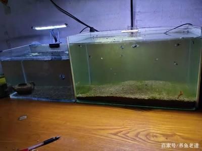 魚缸多久可以建立硝化細(xì)菌，如何檢測魚缸硝化細(xì)菌是否建立 魚缸百科 第1張