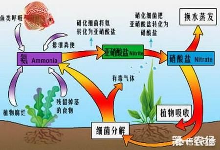 魚缸多久可以建立硝化細(xì)菌，如何檢測魚缸硝化細(xì)菌是否建立 魚缸百科 第6張