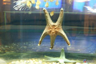 鞍山水族館，遼寧省鞍山市水族館