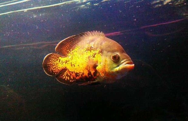 地圖魚蒙眼病的藥物選擇，地圖魚用藥后的護理要點 觀賞魚市場（混養(yǎng)魚） 第2張