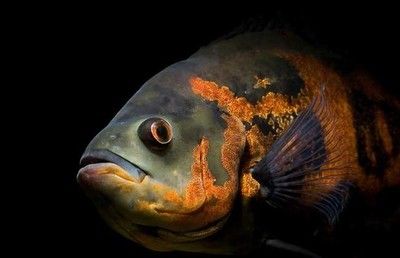 地圖魚蒙眼病的藥物選擇，地圖魚用藥后的護理要點 觀賞魚市場（混養(yǎng)魚） 第5張