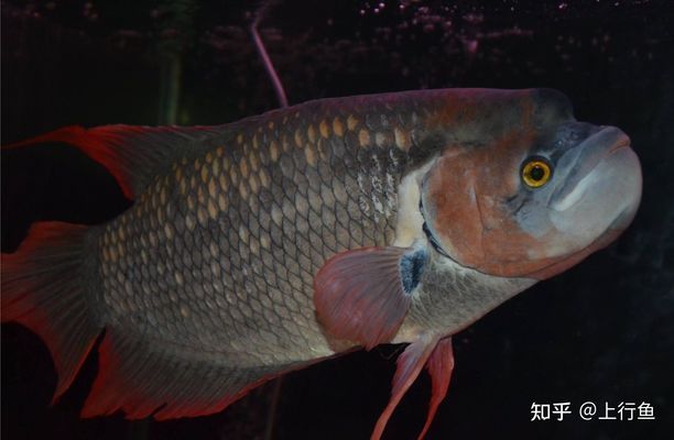 金龍魚怎么才能發(fā)色好，金龍魚發(fā)色的好壞受多種因素影響金龍魚發(fā)色的好壞受多種因素影響