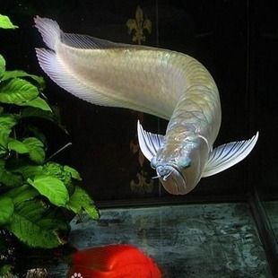 龍魚(yú)觀賞魚(yú)市場(chǎng)價(jià)多少錢(qián)一條，龍魚(yú)市場(chǎng)價(jià)格波動(dòng)原因 魚(yú)缸百科 第2張