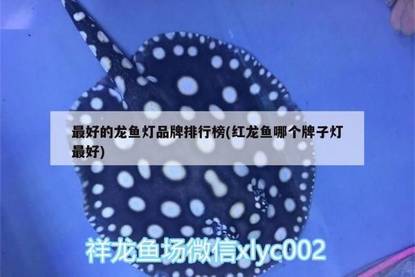 龍魚燈什么牌子最好最安全的，如何選擇龍魚燈品牌 龍魚百科 第3張