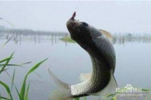 七紋巨鯉魚(yú)繁殖方法介紹，七紋巨鯉魚(yú)的繁殖方法 觀賞魚(yú)市場(chǎng)（混養(yǎng)魚(yú)） 第2張