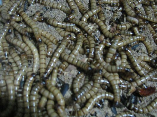 龍魚喂食大麥蟲會死嗎，龍魚喂食大麥蟲會導(dǎo)致死亡嗎