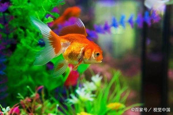 魚缸不換水能放鹽嗎為什么，如何維護(hù)魚缸硝化細(xì)菌平衡 魚缸百科 第4張