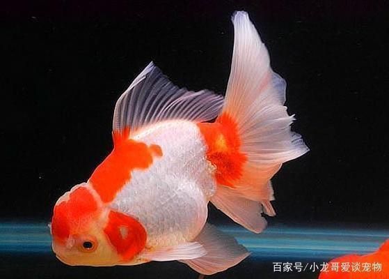 黃金貓魚飼料自制方法，黃金貓魚飼料的自制方法 觀賞魚市場（混養(yǎng)魚） 第2張