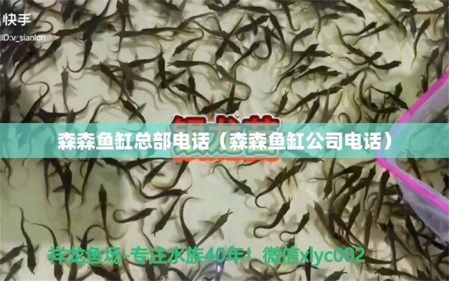 哈爾濱森森魚缸專賣店電話是多少，哈爾濱森森魚缸專賣店 魚缸百科 第1張