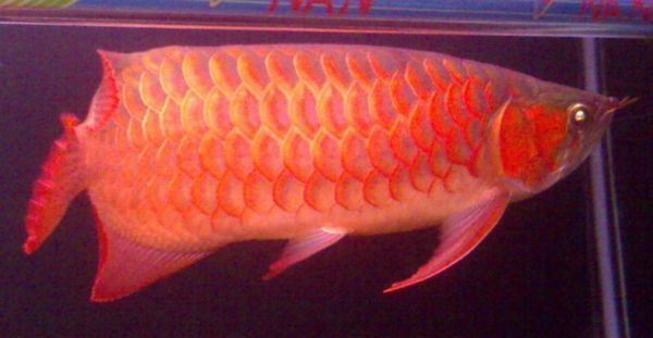 白子紅龍魚(yú)真假辨別技巧，如何辨別白子紅龍魚(yú)的真?zhèn)? title=