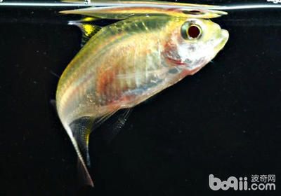 檸檬鯽品種的飼養(yǎng)技巧 觀賞魚市場（混養(yǎng)魚） 第3張