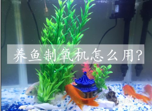 魚缸制氧機使用方法，如何判斷魚缸缺氧