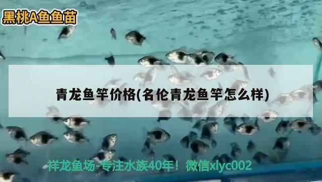 青龍魚竿是哪個牌子的好，名倫青龍魚竿的使用感受 龍魚百科 第5張