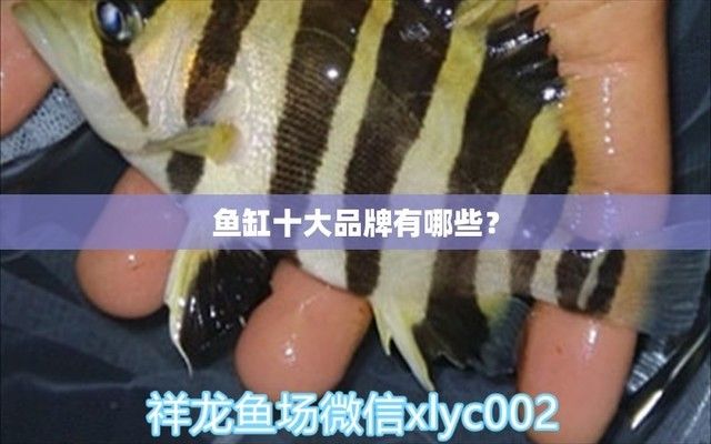 魚缸品牌推薦一下圖片，博宇免換水魚缸使用體驗海利魚缸的維護保養(yǎng)方法樂高魚缸設(shè)計理念 魚缸百科 第3張