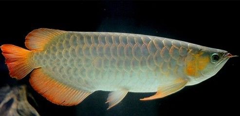 龍魚(yú)屬于什么魚(yú) 龍魚(yú)百科 第5張