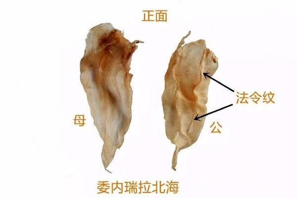 金龍魚魚膠好嗎安全嗎，金龍魚魚膠是一種常見的食品添加劑其主要成分是膠原蛋白 龍魚百科 第4張