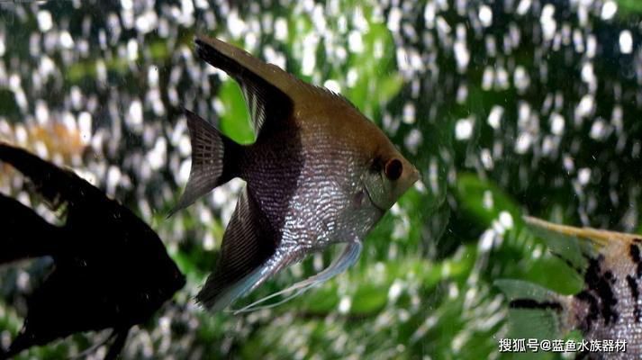 埃及神仙魚適宜餌料搭配，埃及品神仙魚適宜餌料搭配 觀賞魚市場（混養(yǎng)魚） 第5張