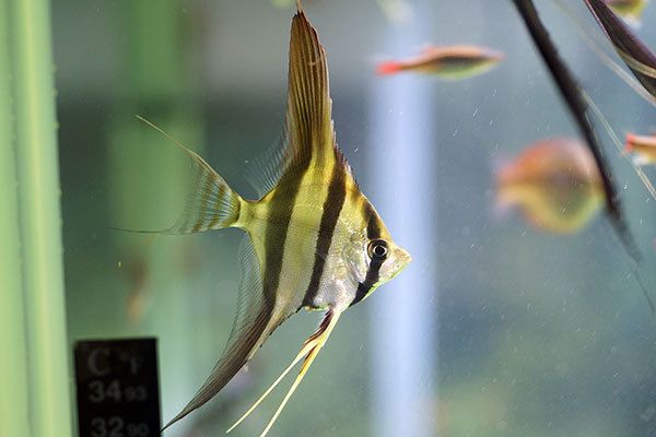 埃及神仙魚適宜餌料搭配，埃及品神仙魚適宜餌料搭配 觀賞魚市場（混養(yǎng)魚） 第4張