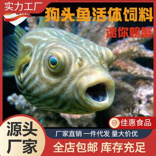 繁殖期斑馬狗頭魚飼料品牌推薦，上海費(fèi)曦生物科技有限公司推薦斑馬狗頭魚繁殖期營(yíng)養(yǎng)需求 觀賞魚市場(chǎng)（混養(yǎng)魚） 第3張