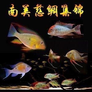 赤荔鳳冠魚與其他魚類比較，赤荔鳳冠魚與龍魚共存指南赤荔鳳冠魚與龍魚共存指南 觀賞魚市場（混養(yǎng)魚） 第3張