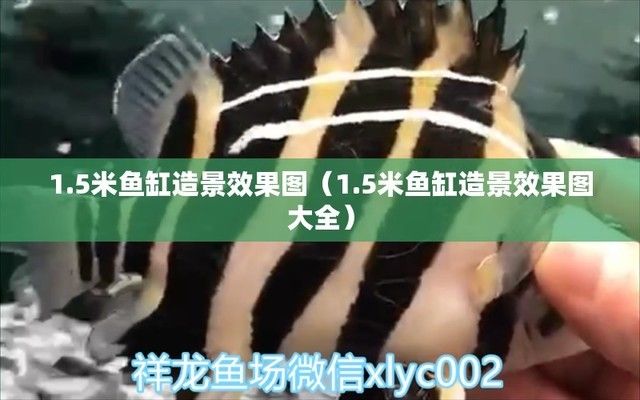 1米魚缸造景效果圖大全，1米魚缸造景diy教程 魚缸百科 第6張