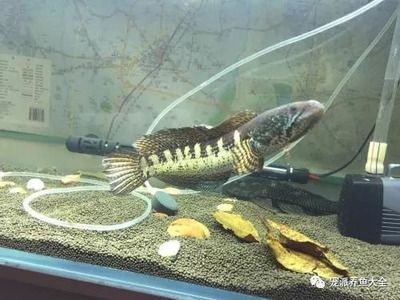 黃金眼鏡蛇雷龍魚缸，黃金眼鏡蛇雷龍魚缸布置 魚缸百科 第1張