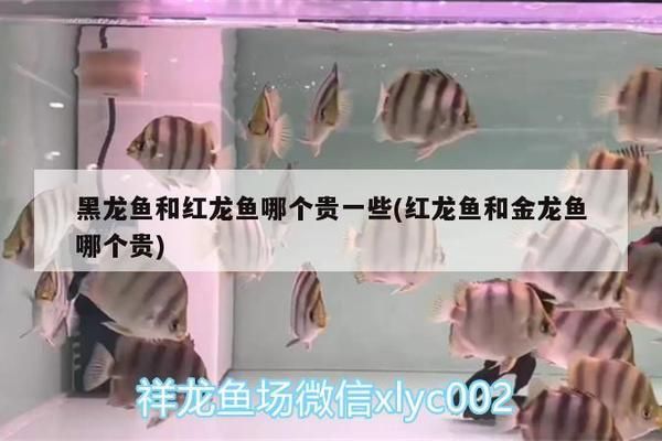 金龍魚外資買入，金龍魚外資買入引發(fā)市場關(guān)注 水族問答