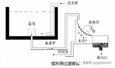 如何有效去除養(yǎng)殖水中的氨氮，養(yǎng)殖水中氨氮的重要性和方法，掌握有效的去除方法至關(guān)重要 觀賞魚市場(chǎng)（混養(yǎng)魚） 第4張