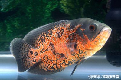 七彩魚和金龍魚可以混養(yǎng)嗎，七彩魚和金龍魚可以一起養(yǎng)嗎？ 水族問答