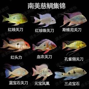 元寶鳳凰魚(yú)專(zhuān)用飼料購(gòu)買(mǎi)渠道，元寶鳳凰魚(yú)專(zhuān)用飼料成分分析 觀賞魚(yú)市場(chǎng)（混養(yǎng)魚(yú)） 第5張