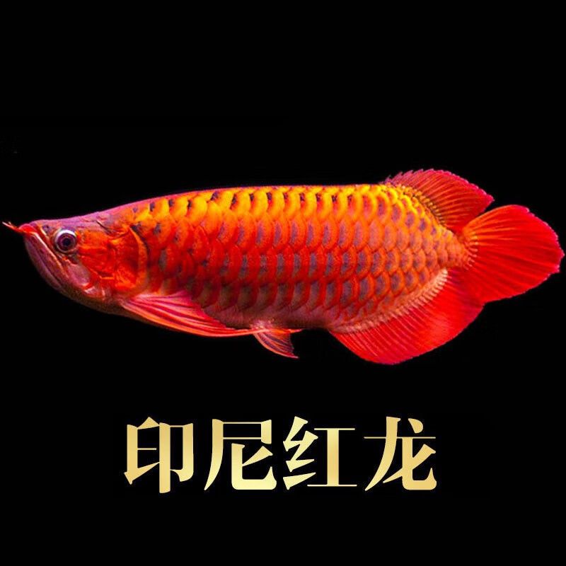 金龍魚辣椒紅，金龍魚辣椒紅是一種多功能的辣椒制品值得一試，值得一試