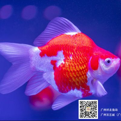 紅圓點(diǎn)狗頭飼料選擇指南，紅圓點(diǎn)狗頭魚飼料保存方法 觀賞魚市場（混養(yǎng)魚） 第3張