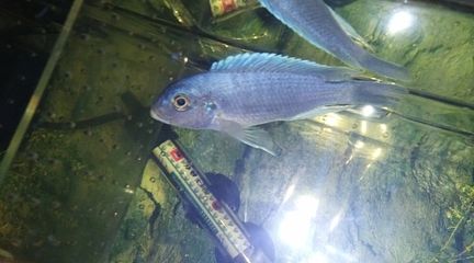 黑桃A魚飼養(yǎng)技巧分享，飼養(yǎng)黑桃a魚的技巧 魚缸百科 第2張