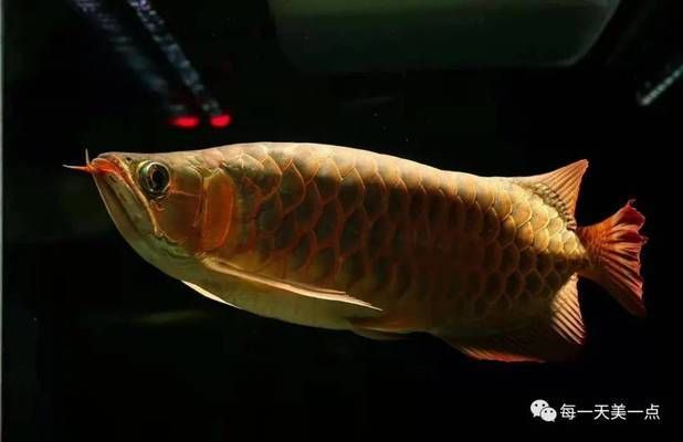 龍魚觀賞魚，金龍魚是一種備受歡迎的龍魚品種之一，適合初學(xué)者養(yǎng)魚者 龍魚百科 第4張