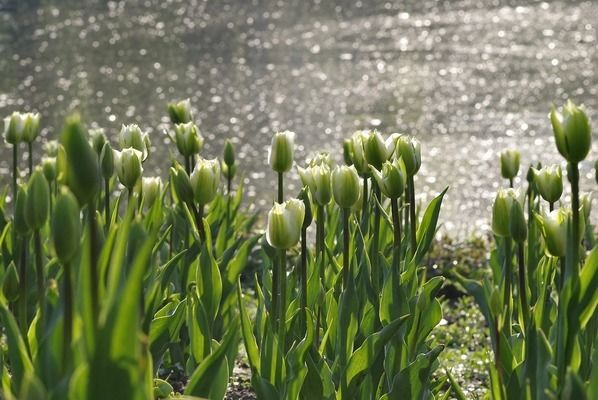 魚(yú)缸綠植哪種好，銅錢草凈化水質(zhì)效果綠蘿水培方法介紹龜背竹適合哪種魚(yú)缸 魚(yú)缸百科 第6張