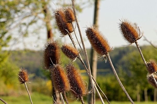 魚(yú)缸綠植哪種好，銅錢草凈化水質(zhì)效果綠蘿水培方法介紹龜背竹適合哪種魚(yú)缸 魚(yú)缸百科 第5張