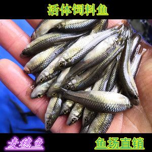 龍魚魚食品牌，龍魚食料十大品牌排行榜 魚缸百科 第1張