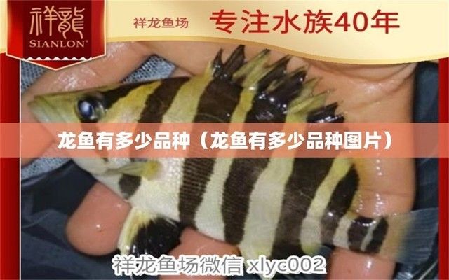 龍魚的品種有哪些，幾種常見的龍魚品種介紹