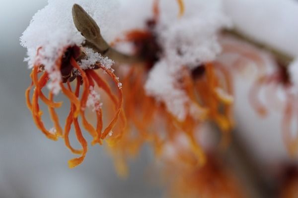 過背金龍魚市場價格，如何辨別過背金龍魚真?zhèn)芜^背金龍魚價格對比 觀賞魚市場（混養(yǎng)魚） 第5張